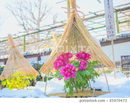 上野東照宮的冬牡丹（有雪） 85970473