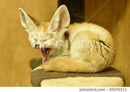 Fennec fox with sharp fangs peeking through its mouth Fennec fox with sharp fangs peeking through its mouth 85970511
