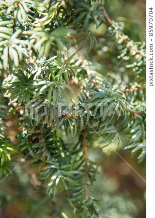 Branches of yew Taxus baccata Branches of yew Taxus baccata 85970704