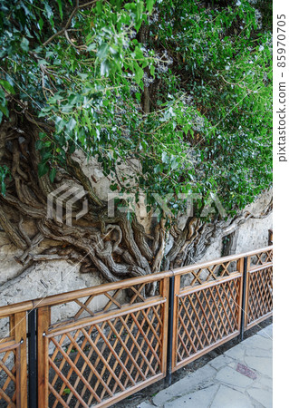 Tree grows on stone wall of Khan's Palace in Bakhchysarai. Crimea Tree grows on stone wall of Khan's Palace in Bakhchysarai. Crimea 85970705