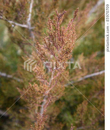 Branch of thuja with cones Branch of thuja with cones 85970709