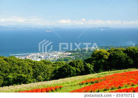 Flower field and the sea (Hyogo Prefectural Park Awaji Hanasajiki) 85970711