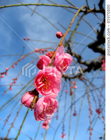 叼著梅花 85970800