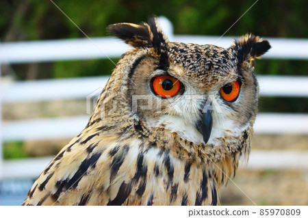 Bengal Eagle Owl staring at the target, avoiding obstacles Bengal Eagle Owl staring at the target, avoiding obstacles 85970809
