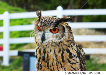 Bengal Eagle Owl who found something 85970810