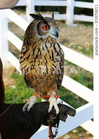 Bengal Eagle Owl looking away on his arm 85970811