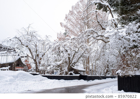 Kakukan, a giant tree in a samurai residence in winter 85970822