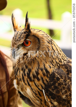 歐亞雕鴞的簡介 85970858