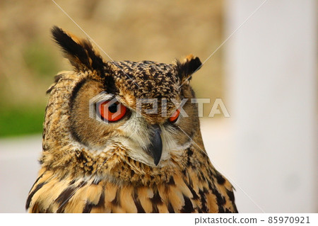 成年孟加拉鷹貓頭鷹 85970921