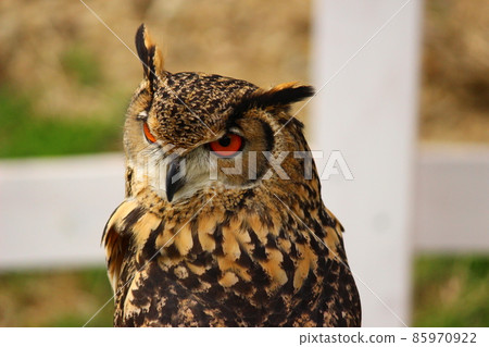 回首孟加拉雕鴞 85970922