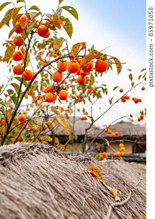 Thatched persimmon tree, Hahoe Village, Andong-si, Gyeongbuk Thatched persimmon tree, Hahoe Village, Andong-si, Gyeongbuk 85971058