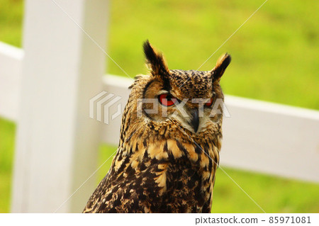 Bengal Eagleworm 85971081