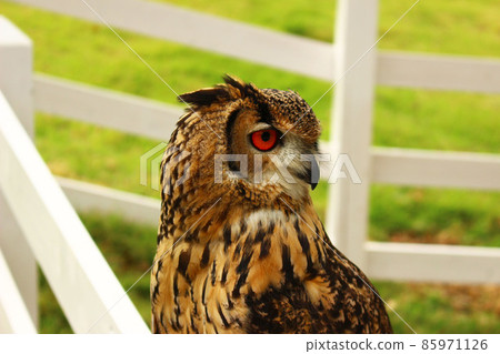 被叫和轉身的孟加拉鷹貓頭鷹 85971126