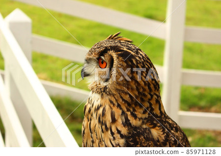 孟加拉鷹鴞看著東西，脖子微微伸長 85971128