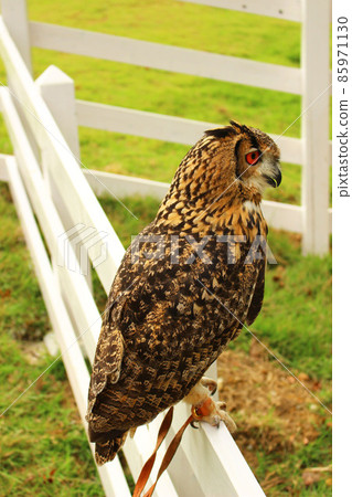 孟加拉鷹貓頭鷹棲息在柵欄上，說了些什麼 85971130