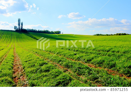 北海道遊記富良野牧場 北海道遊記富良野牧場 85971255