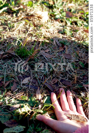 Children's hands carrying fallen leaves 85971338