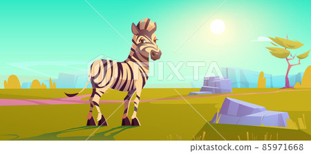 Savannah, safari park with cute zebra Savannah, safari park with cute zebra 85971668