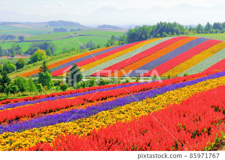 北海道遊記 Shikisai no Oka 北海道遊記 Shikisai no Oka 85971767