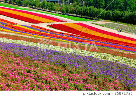Hokkaido travelogue Shikisai no Oka Hokkaido travelogue Shikisai no Oka 85971785