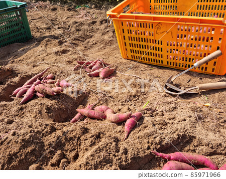 甘藷 甘藷 85971966