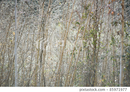 花後枯萎的輕竹 85971977