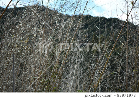 花後枯萎的輕竹 85971978