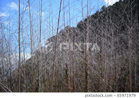 花後枯萎的輕竹 85971979