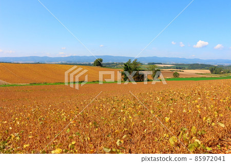 北海道遊記美瑛農場 北海道遊記美瑛農場 85972041