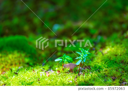 Cypress cypress 85972063