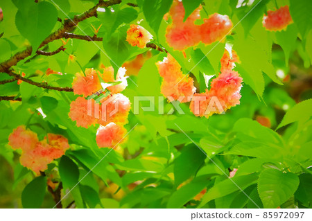 美麗的兼六園菊花櫻花 美麗的兼六園菊花櫻花 85972097