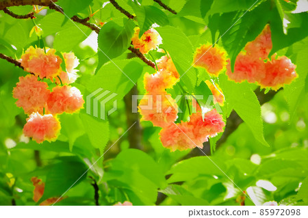美麗的兼六園菊花櫻花 美麗的兼六園菊花櫻花 85972098