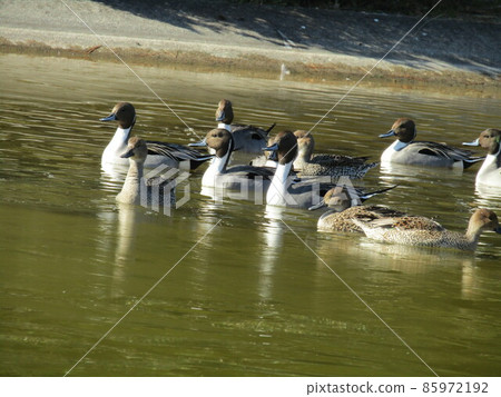 Winter migratory birds that came to the pond in Inage Beach Park Winter migratory birds that came to the pond in Inage Beach Park 85972192