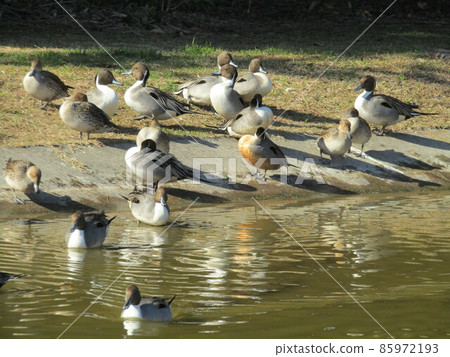 Winter migratory birds that came to the pond in Inage Beach Park Winter migratory birds that came to the pond in Inage Beach Park 85972193