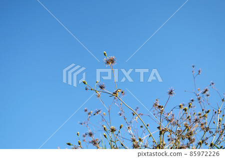 Sticky bugs and the blue sky in autumn 85972226