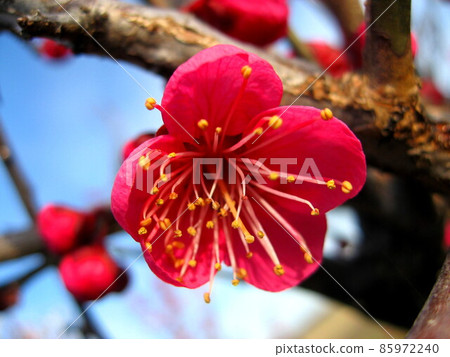 Plum blossom Plum blossom 85972240