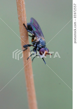 A very small Thick headed fly , hanging on a straw. These flies parasite solitary bees 85972557