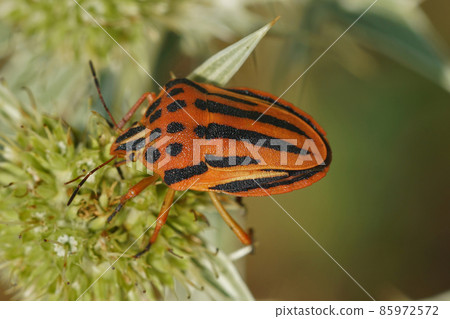 The colorful red shieldbug, Graphosoma semipunctatum on green flower of eryngo, or Watling Street thistle, Eryngium campestre 85972572