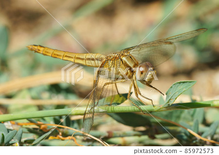 A female of the red-veined or nomad darter Sympetrum fonscolombii, on the outlook for prey flying by A female of the red-veined or nomad darter Sympetrum fonscolombii, on the outlook for prey flying by 85972573