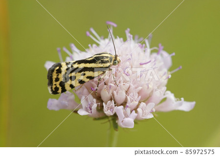 Close up of the day active moth Spotted Sulphur, Acontia trabealis, on a purple scabious flower in Gard, France Close up of the day active moth Spotted Sulphur, Acontia trabealis, on a purple scabious flower in Gard, France 85972575