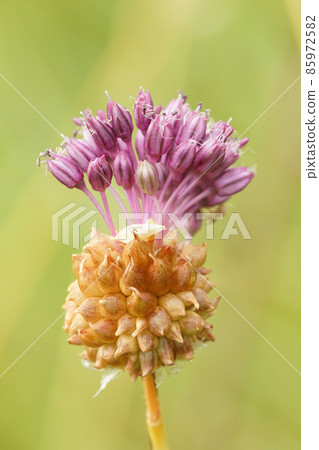 Close up of a purple flower of the Crow garlic , Allium vineale growing in the field Close up of a purple flower of the Crow garlic , Allium vineale growing in the field 85972582