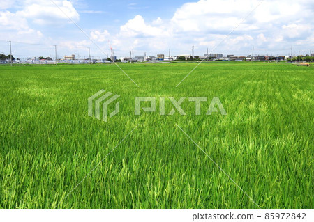 Summer rice field scenery where the wind blows through 85972842