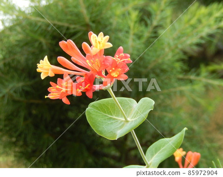 運氣委內瑞拉忍冬藤 85972904