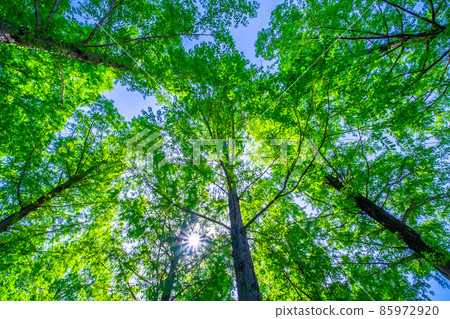 Fresh green and light beam of Metasequoia 85972920