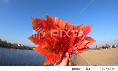 Person holding bouquet of red leaves in hands on blue sky background Person holding bouquet of red leaves in hands on blue sky background 85973119