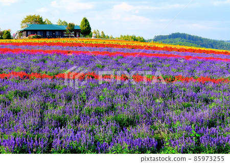 Hokkaido travelogue Flower Land Kamifurano Hokkaido travelogue Flower Land Kamifurano 85973255
