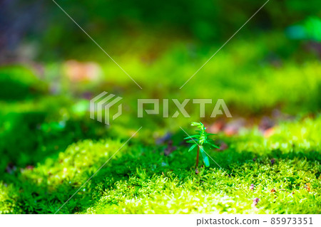 Cypress cypress 85973351