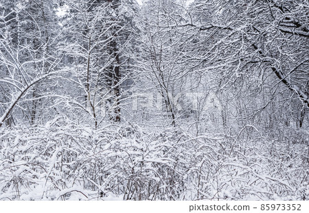 Snowy winter forest. Snow-white road with a ski track. Snow covered trees and bushes Snowy winter forest. Snow-white road with a ski track. Snow covered trees and bushes 85973352