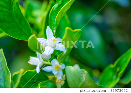Flower of Kanchan Flower of Kanchan 85973622