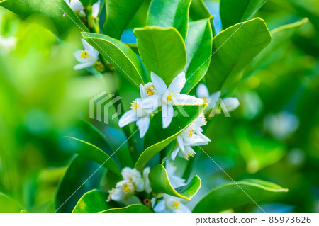 Flower of Kanchan 85973626